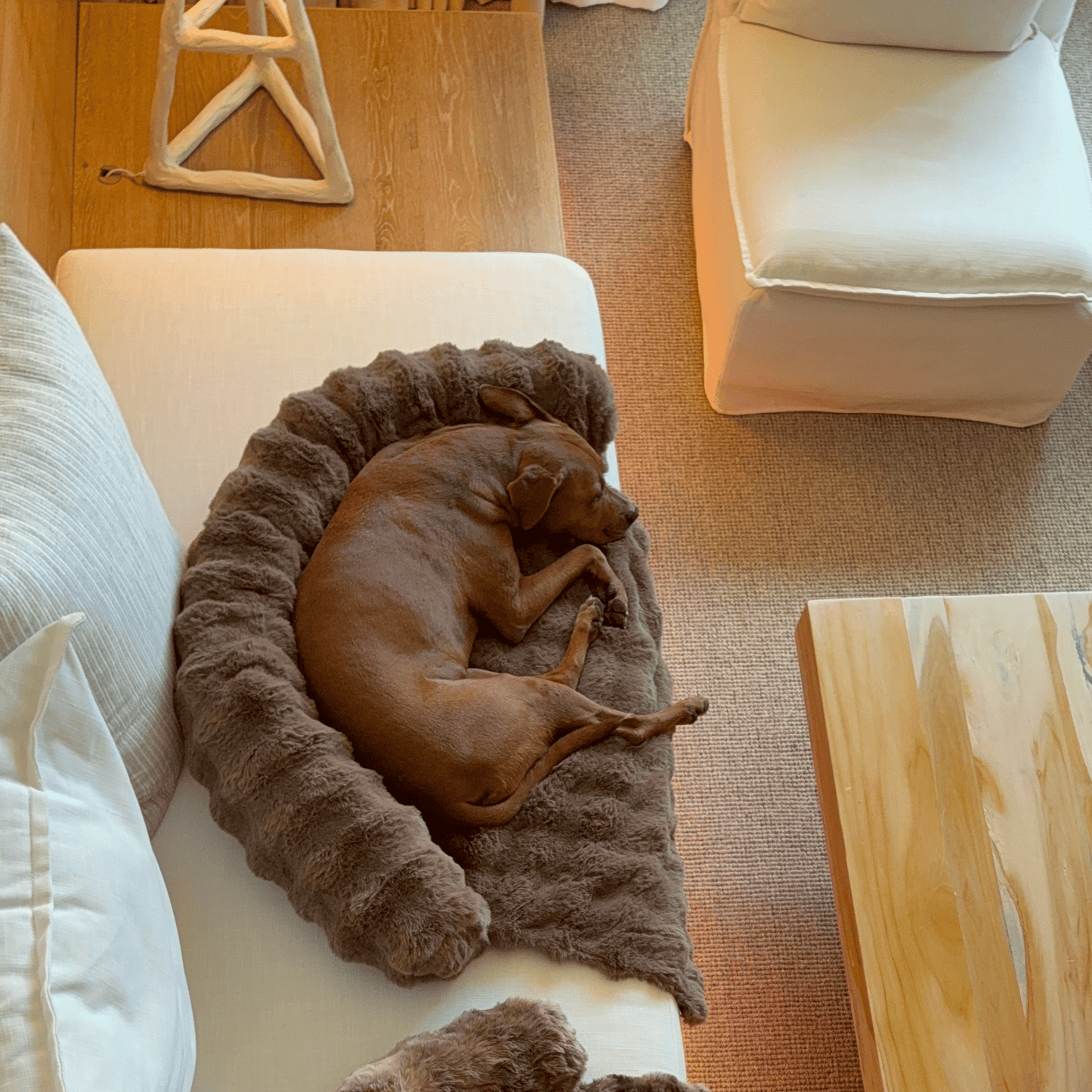 Pelsbarn Luxurious Sofa Bed ( 1+1 ) Golden Age